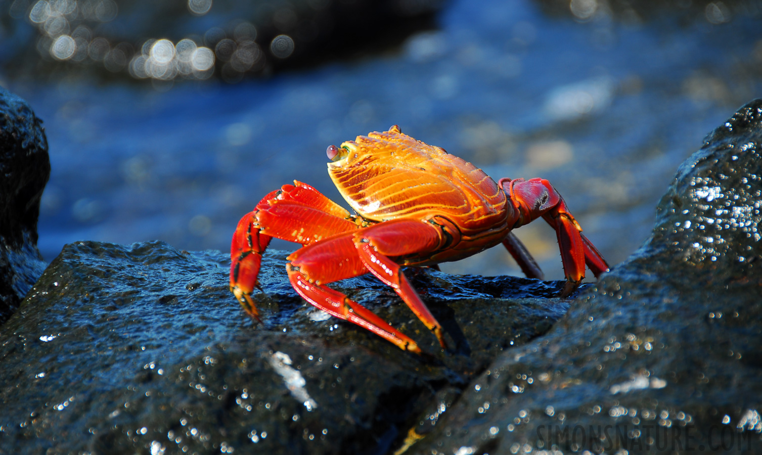 Grapsus grapsus [200 mm, 1/125 sec at f / 5.6, ISO 100]